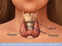 naturally-boost-your-thyroid